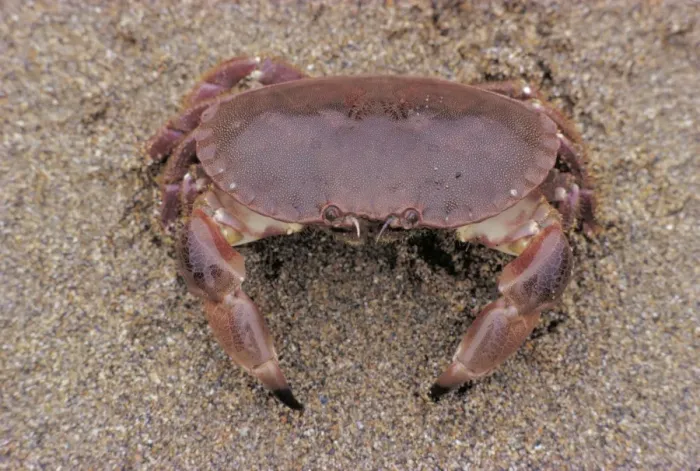 Framed Print : Edible Crab Framed Print : Edible Crab