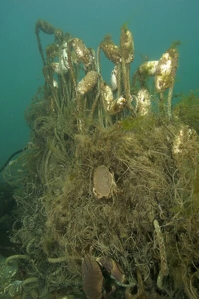 Edible crabs trapped in a ghost fishing net rising