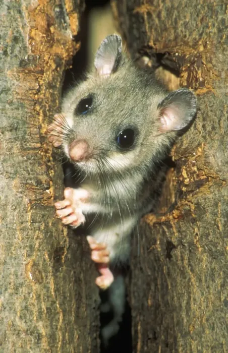 Framed Print : Edible Doormouse USH 306 Young peering out of nest Glis glis © Duncan Usher / ardea. com Framed Print : Edible Doormouse USH 306 Young peering out of nest Glis glis © Duncan Usher / ardea. com