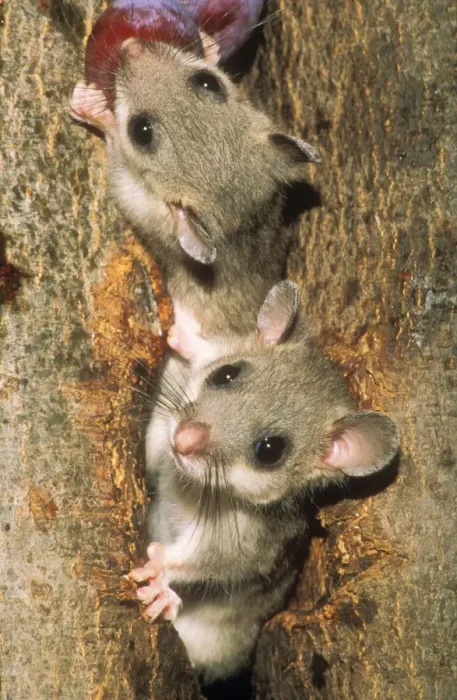Framed Print : Edible Doormouse USH 309 Young eating plums Glis glis © Duncan Usher / ardea. com Framed Print : Edible Doormouse USH 309 Young eating plums Glis glis © Duncan Usher / ardea. com