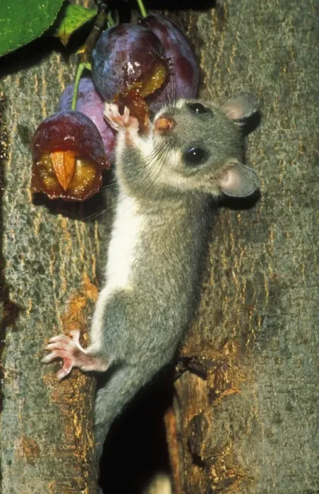 Framed Print : Edible Doormouse USH 310 Eating plums Glis glis © Duncan Usher / ardea. com Framed Print : Edible Doormouse USH 310 Eating plums Glis glis © Duncan Usher / ardea. com