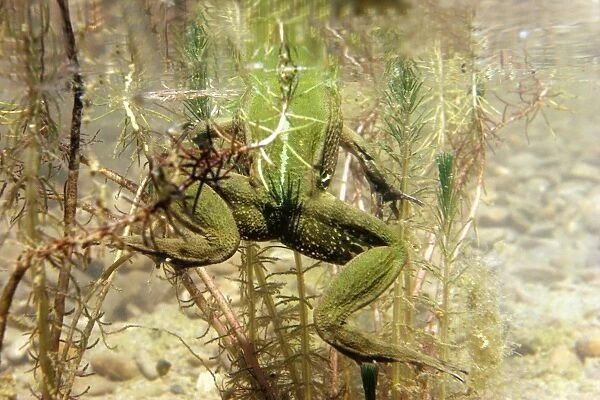 Edible frog - in water showing back legs. Vaucluse - PACA - France