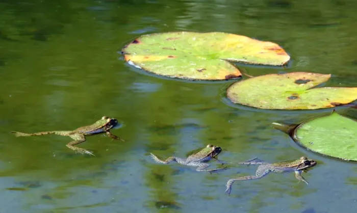 Framed Print : Edible frog - three in water. Vaucluse - PACA - France Framed Print : Edible frog - three in water. Vaucluse - PACA - France