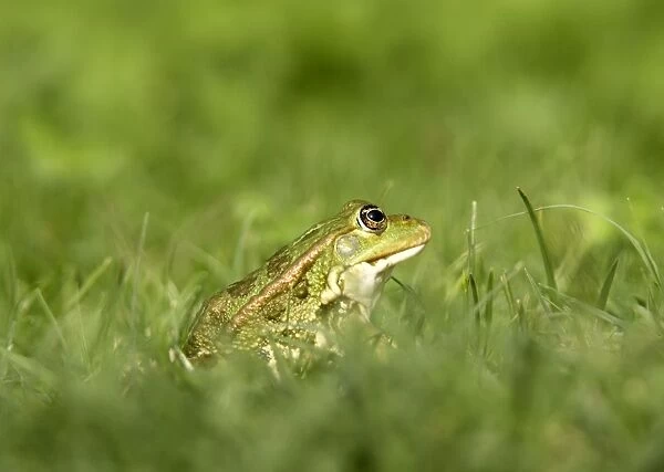 Edible  /  Green Frog. France