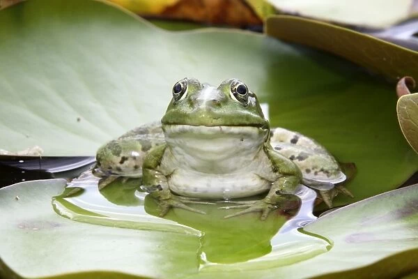 Edible  /  Green Frog - resting on lily pads. France