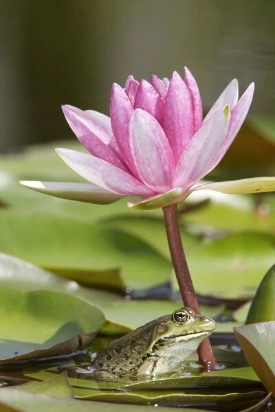 Edible  /  Green Frog - resting under pond lily flower. France