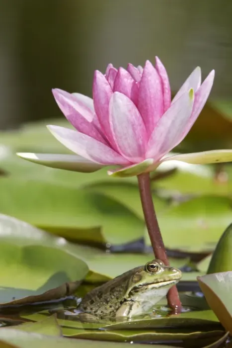 Framed Print : Edible / Green Frog - resting under pond lily flower. France Framed Print : Edible / Green Frog - resting under pond lily flower. France