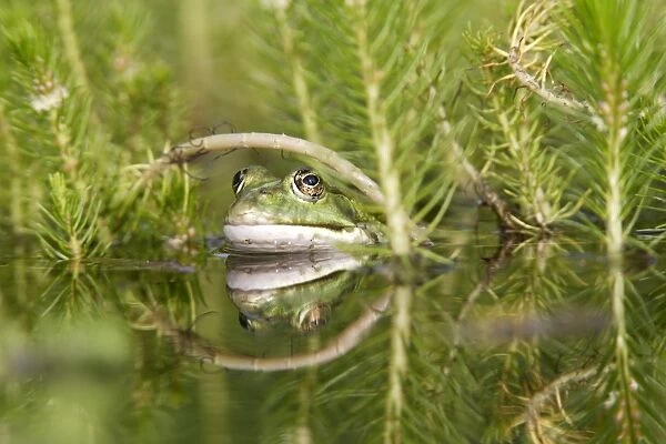 Edible  /  Green Frog - in water. France