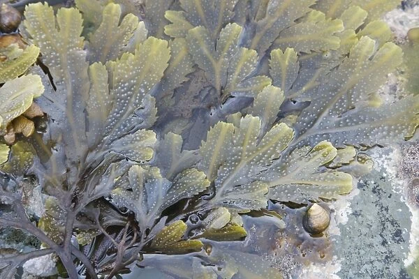 Edible Periwinkle on Toothed Wrack Seaweed in tide pool - Brough Head - Orkney Mainland IN000901