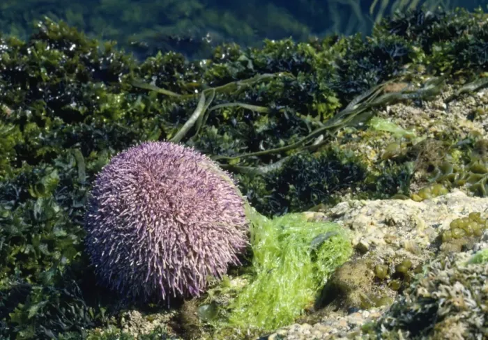 Framed Print : Edible Sea Urchin Framed Print : Edible Sea Urchin