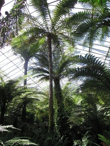 Edinburgh Botanic Garden Palm House - Tropical and temperate. Tallest in Britain UK