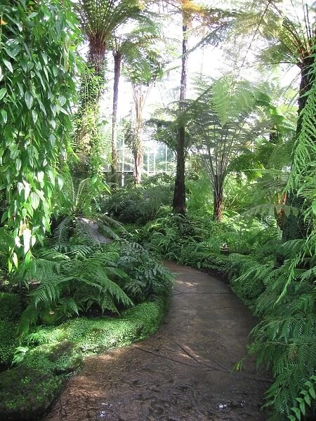Edinburgh Botanic Garden Palm House - Tropical and temperate. Tallest in Britain