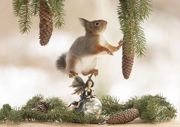 Eekhoorn , Red Squirrel is holding on to a pinecone standing on a fairy Date: 27-02-2021