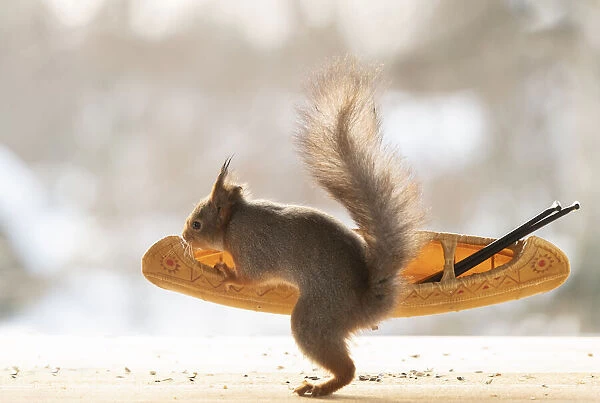 Eekhoorn; Red Squirrel; Sciurus vulgaris holding a canoe