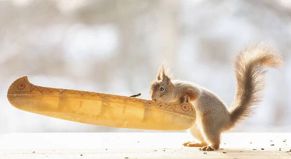 Eekhoorn; Red Squirrel; Sciurus vulgaris holding an canoe