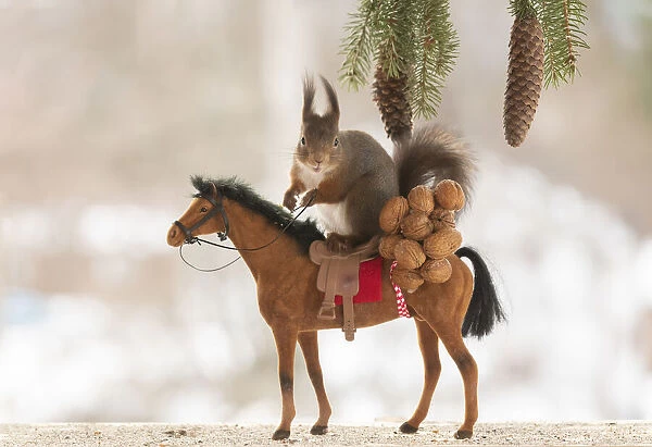 eekhoorn; Red Squirrel, Sciurus vulgaris sitting on an horse with wallnuts