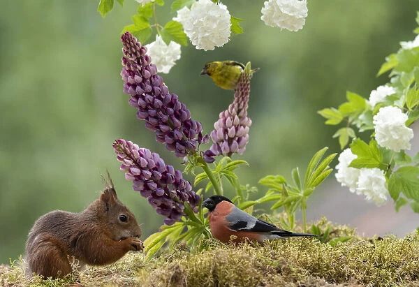 Eekhoorn; Sciurus vulgaris, Red Squirrel with an bullfinch standing with lupines and Roseum