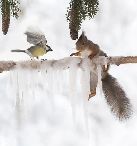 Eekhoorn; Sciurus vulgaris, Red Squirrel climbing on icicle branch looking at a great tit