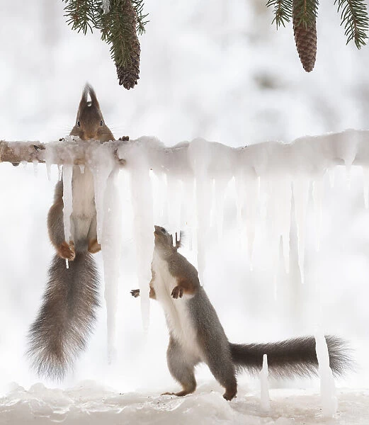 Eekhoorn; Sciurus vulgaris, Red Squirrel climbing on a ice branch another is looking up