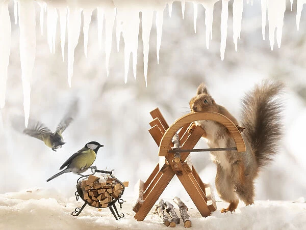 Eekhoorn; Sciurus vulgaris, Red Squirrel and great tit are standing with an saw and a saw block on ice