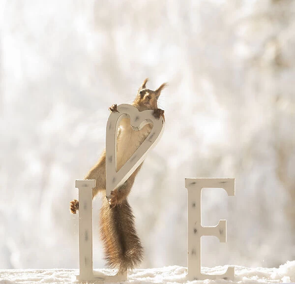 eekhoorn; Sciurus vulgaris, Red Squirrel hold a heart in the air with capitals