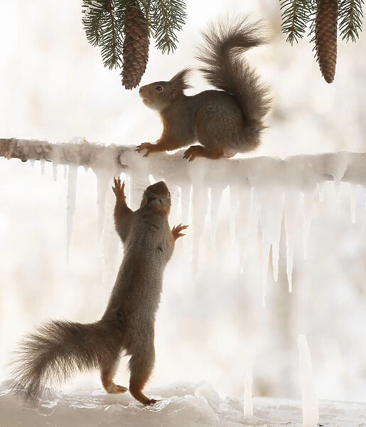 Eekhoorn; Sciurus vulgaris, Red Squirrel hold icicles looking at another above