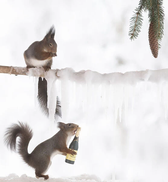 Eekhoorn; Sciurus vulgaris, Red Squirrel hold champagne bottle another is on a ice branch
