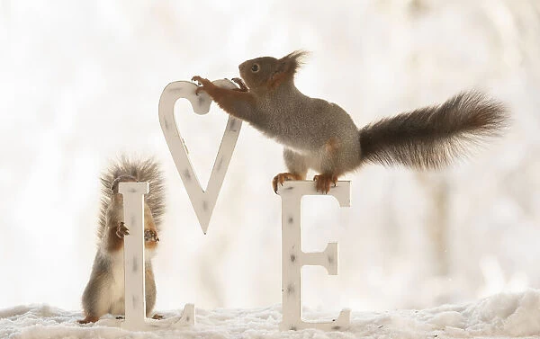 Eekhoorn; Sciurus vulgaris, Red Squirrel holding a heart with capitals