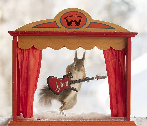 Eekhoorn; Sciurus vulgaris, Red Squirrel holding an guitar standing in an theatre