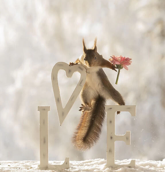eekhoorn; Sciurus vulgaris, Red Squirrel holding an heart with capitals and daisy