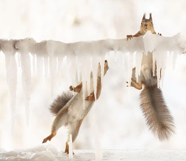 Eekhoorn; Sciurus vulgaris, Red Squirrel holding an icicle another climbing above