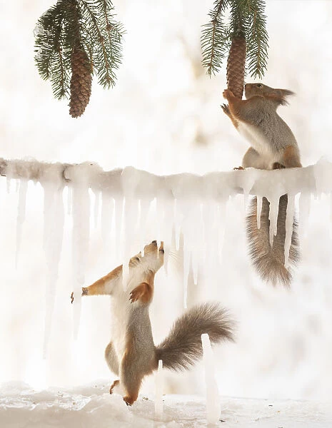 Eekhoorn; Sciurus vulgaris, Red Squirrel holding a pinecone another hold icicles looking up