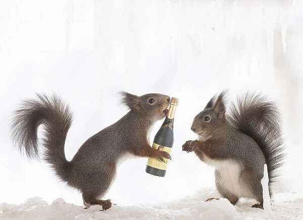 Eekhoorn; Sciurus vulgaris, Red Squirrel holding champagne bottle another is watching