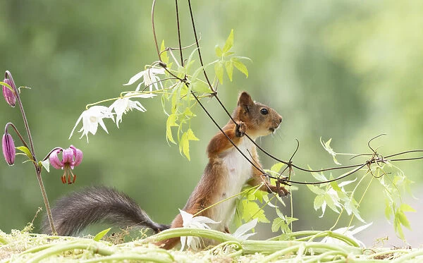 Eekhoorn; Sciurus vulgaris, Red Squirrel holding a clematis branch looking away