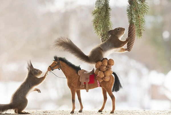 Eekhoorn; Sciurus vulgaris, Red Squirrel with an horse and a pinecone