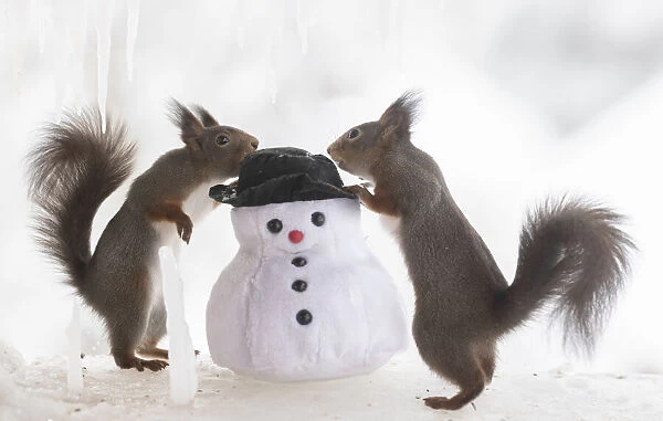 Eekhoorn; Sciurus vulgaris, Red Squirrel look at a snowman