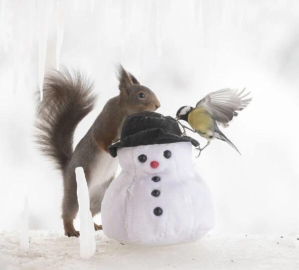Eekhoorn; Sciurus vulgaris, Red Squirrel looking at a great tit with a snowman