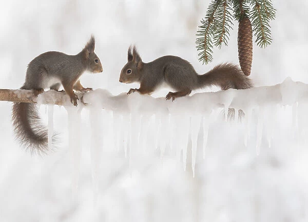 Eekhoorn; Sciurus vulgaris, Red Squirrel looking at each other on a icicle branch