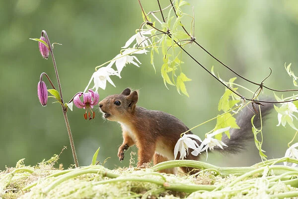 Eekhoorn; Sciurus vulgaris, Red Squirrel looking at a Lilium martagon flower