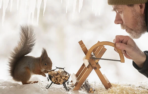 Eekhoorn; Sciurus vulgaris, Red Squirrel and man stand with an saw and a saw block on ice