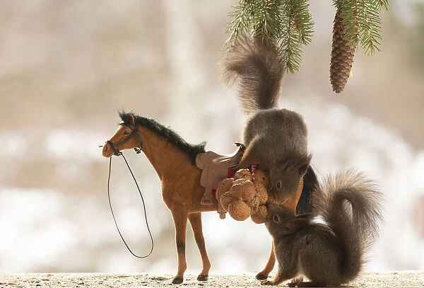 Eekhoorn; Sciurus vulgaris, Red Squirrel sitting on an horse with wallnuts