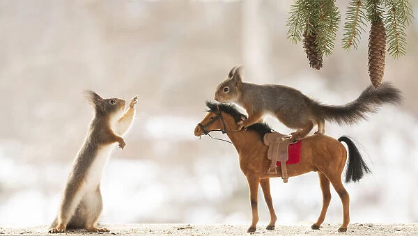 Eekhoorn; Sciurus vulgaris, Red Squirrel standing on a horse and a pinecone