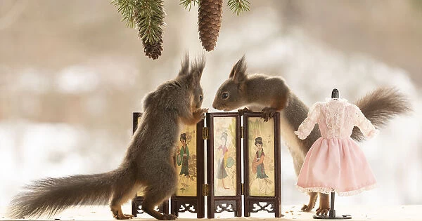 Eekhoorn; Sciurus vulgaris, Red Squirrel standing behind a dress screen