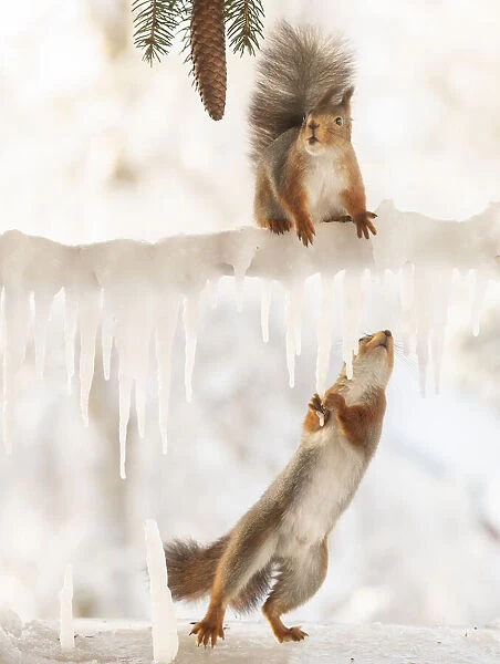 Eekhoorn; Sciurus vulgaris, Red Squirrel standing on a ice branch another hold icicles looking up