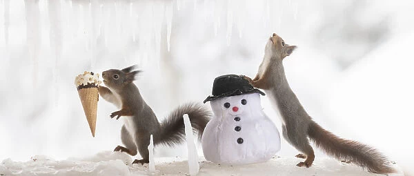 Eekhoorn; Sciurus vulgaris, Red Squirrel standing with a snowman the other has a icecream
