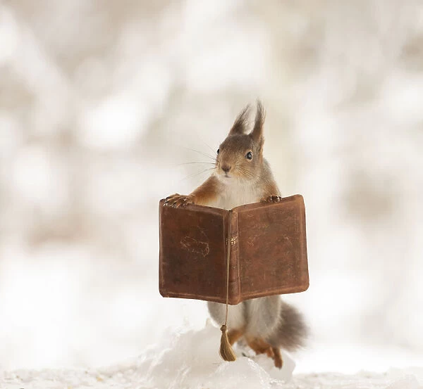 Eekhoorn; Sciurus vulgaris, Red Squirrel standing on ice with a book