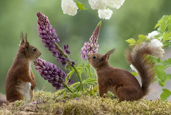 Eekhoorn; Sciurus vulgaris, red squirrels standing with lupines and snowball bush
