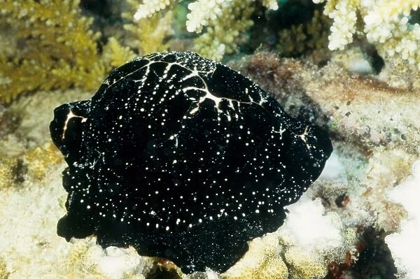 The egg cowrie (Ovula ovum) gets it's name from its round white shell, which is covered in the animal's black mantle in this photograph. The egg cowrie feeds on soft corals. Great Barrier Reef Marine Park, Queensland, Australia