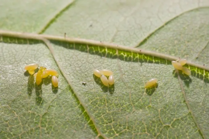 Framed Print : Eggs of 2 Spot Ladybird on rose leaf. UK Framed Print : Eggs of 2 Spot Ladybird on rose leaf. UK