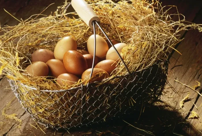 Framed Print : Eggs in basket JLR03466 Framed Print : Eggs in basket JLR03466